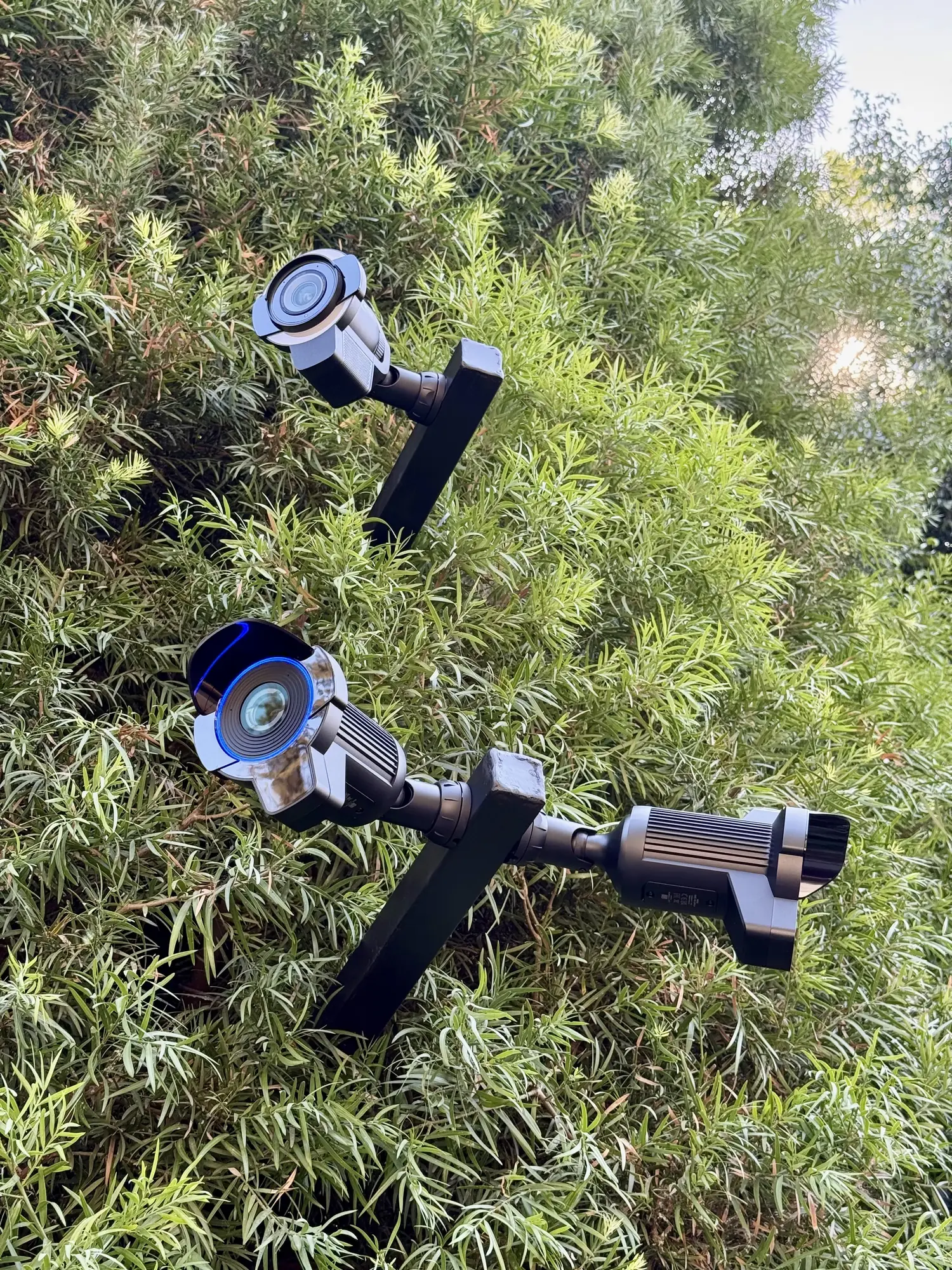 UniFi Protect cameras on posts in a hedge
